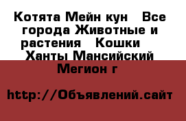 Котята Мейн кун - Все города Животные и растения » Кошки   . Ханты-Мансийский,Мегион г.